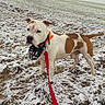 alert, animal, canine, collar, dog, earth, field, fur, grass, landscape, leash, muzzle, nature, outdoor, overcast, pet, snow, standing, tree, winter