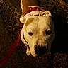 Jazzy participe au concours pour gagner de l'argent avec cette photo : animal, brown, canine, collar, companion, curious, cute, dark, dog, festive, leash, looking_up, mammal, night, outdoor, pavement, pet, shadow, walking, white