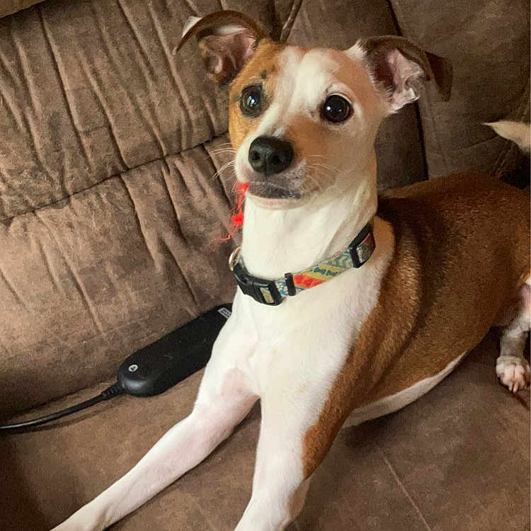 Simba joined the competition — help win amazing prizes! accessories, animal, ball, canine, chair, chihuahua, collar, couch, cushion, dog, furniture, homedecor, hound, indoors, leash, pet, puppy, sport, strap, tennis