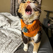 Callie joined the competition — help win amazing prizes! cat, calico, orange_sweater, pet, yawning, indoor, bed, blanket, whiskers, collar, tag, feline, cute, fur, animal, cozy, domestic, resting_place, curtains, soft_lighting