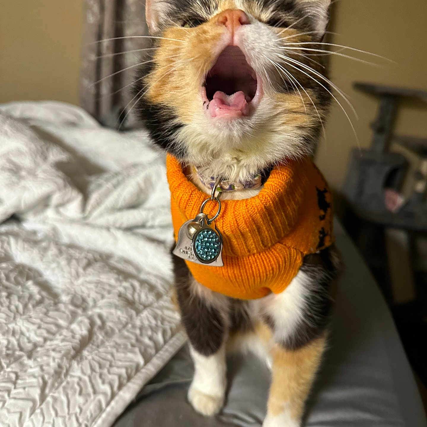 Callie joined the competition — help win amazing prizes! cat, calico, orange_sweater, pet, yawning, indoor, bed, blanket, whiskers, collar, tag, feline, cute, fur, animal, cozy, domestic, resting_place, curtains, soft_lighting