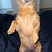 Chanel a rejoint le concours — aidez-le/la à gagner de superbes lots ! animal, bedroom, blanket, brown_fur, canine, closeup, companion, curious, cute, dog, domestic, ears, flash_reflection, furniture, home, indoor, looking_up, pet, small_dog, standing