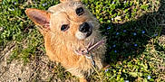 Chanel a rejoint le concours — aidez-le/la à gagner de superbes lots ! animal, canine, collar, curious, cute, daylight, dirt_path, dog, ears, flower, fur, grass, greenery, leash, looking_up, nature, outdoor, pet, small_dog, sunlight