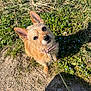 Chanel a rejoint le concours — aidez-le/la à gagner de superbes lots ! dog, leash, outdoor, grass, flower, sunlight, dirt_path, pet, canine, fur, ears, collar, nature, greenery, small_dog, curious, looking_up, daylight, animal, cute