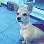 alert, animal, canine, chair, cushion, dog, domestic_animal, door, ears, fur, home, house, open_door, outdoor, patio, pet, pink_collar, sitting, small_dog, tile_floor