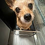 dog, small_dog, chair, indoor, floor, glass_table, ears, nose, curious, looking_up, pet, animal, shiny_eyes, black_chair, tile_floor, close_up, cute, companion, domestic_animal, furniture