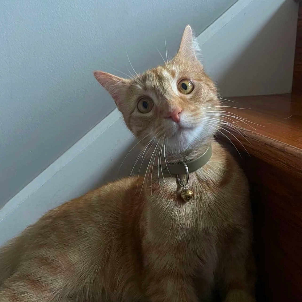 Jippi joined the competition — help win amazing prizes! animal, bell, cat, closeup, collar, curious, domestic, feline, fur, ginger_cat, head_tilt, indoor, looking, pet, portrait, sitting, soft_light, stairs, wall, whiskers
