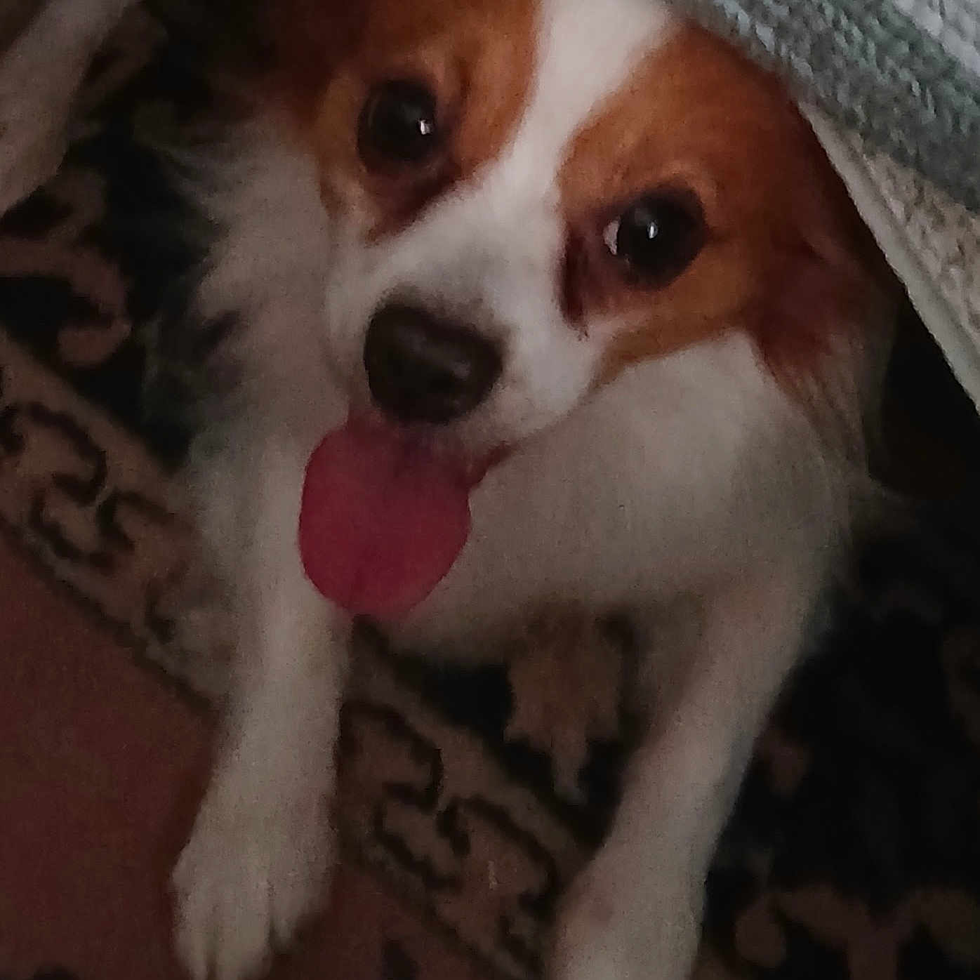 Snickers
