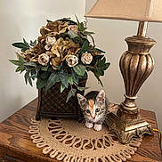 Lily is registered to the contest to win money with this photo: kitten, cat, calico, lamp, artificial_flowers, basket, wooden_table, doily, vintage, decor, indoor, pet, small, curious, animal, feline, cute, eyes, paws, home