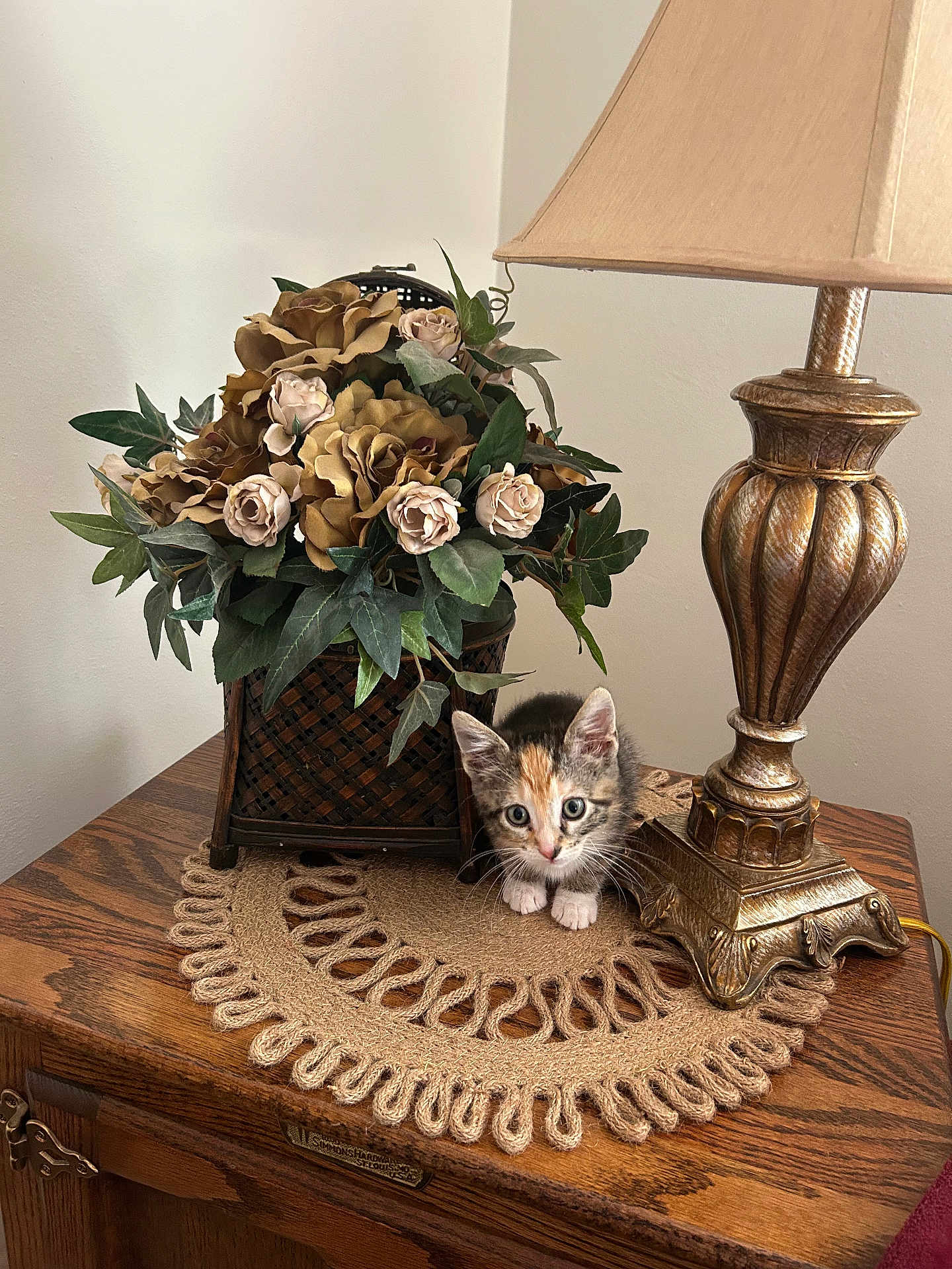 Lily is registered to the contest to win money with this photo: kitten, cat, calico, lamp, artificial_flowers, basket, wooden_table, doily, vintage, decor, indoor, pet, small, curious, animal, feline, cute, eyes, paws, home