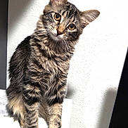 Bella joined the competition — help win amazing prizes! cat, kitten, tabby, fluffy, fur, pet, animal, curious, head_tilt, indoor, white_wall, portrait, young, cute, whiskers, ears, paws, sitting, looking, domestic
