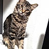 cat, kitten, tabby, fluffy, fur, pet, animal, curious, head_tilt, indoor, white_wall, portrait, young, cute, whiskers, ears, paws, sitting, looking, domestic