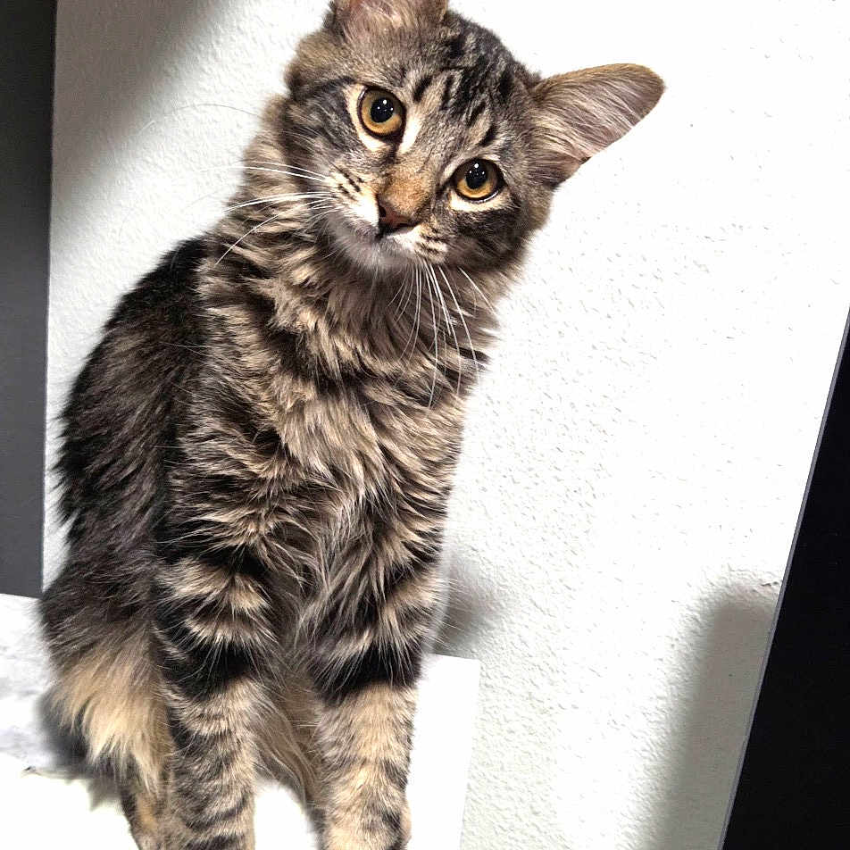 Bella