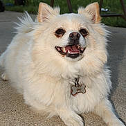 Luna joined the competition — help win amazing prizes! dog, fluffy_dog, white_fur, pet, smiling, tongue_out, collar, dog_tag, outdoor, patio, concrete, chair, grass, close_up, portrait, happy, ears_up, paws, domestic_animal, shallow_depth_of_field