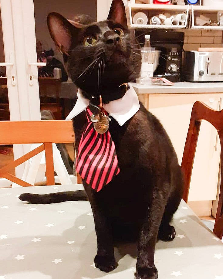 Lars is registered to the contest to win money with this photo: asian, black_cat, bow_tie, carnivore, cat, felidae, formal_wear, havana_brown, mammal, oriental_shorthair, small_to_medium_sized_cats, snout, tail, tie, tuxedo, vertebrate, whiskers