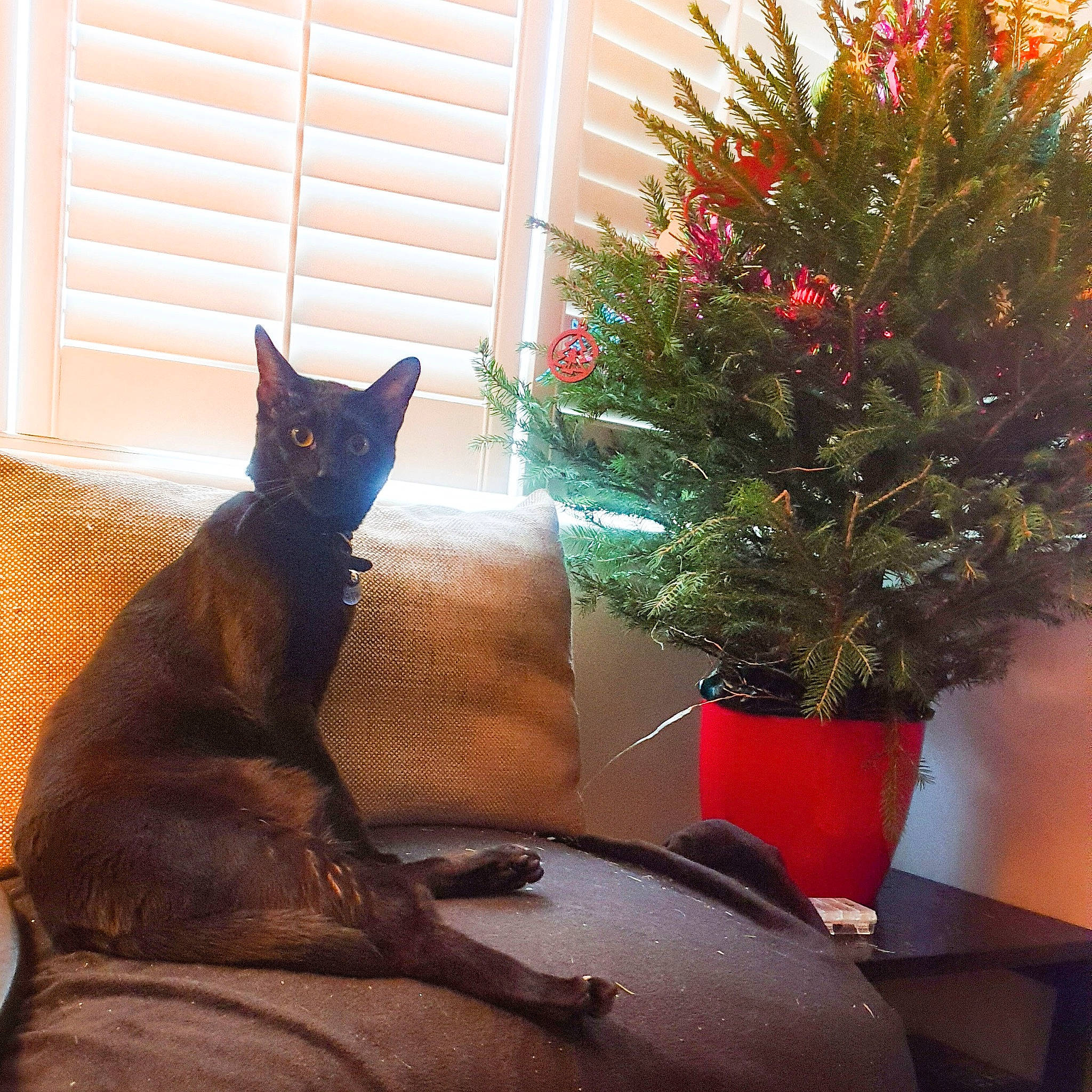 Lars is registered to the contest to win money with this photo: black_cat, carnivore, cat, christmas, christmas_decoration, christmas_eve, christmas_tree, felidae, holiday, home, houseplant, plant, sitting, small_to_medium_sized_cats, sunlight, tail, tree, whiskers, window, woody_plant