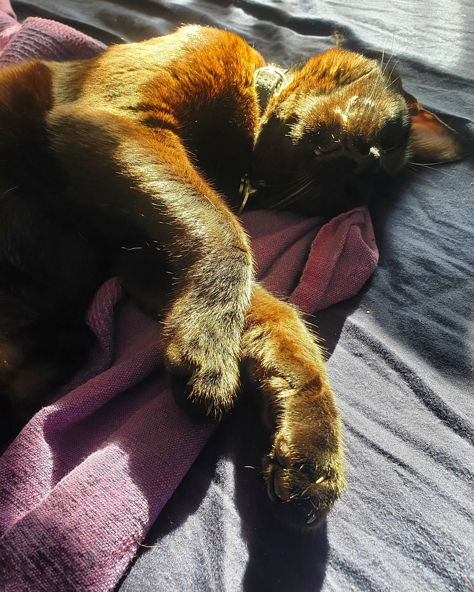 Lars joined the competition — help win amazing prizes! canidae, carnivore, cat, claw, fawn, felidae, fur, nap, organism, paw, purple, sleep, small_to_medium_sized_cats, snout, textile, whiskers