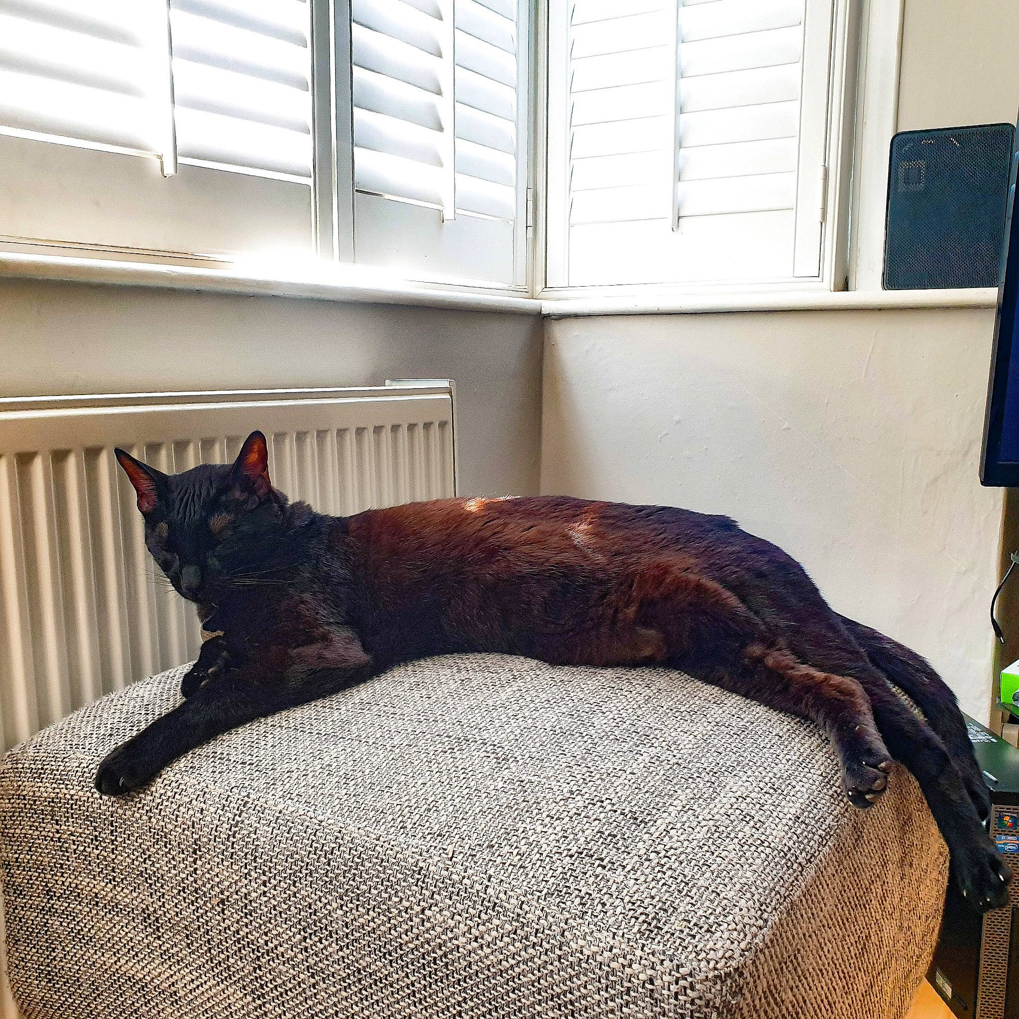 Lars joined the competition — help win amazing prizes! bed, bedroom, black_cat, carnivore, cat, comfort, couch, felidae, fur, furniture, home, house, interior_design, linens, nap, room, small_to_medium_sized_cats, tail, whiskers, wood