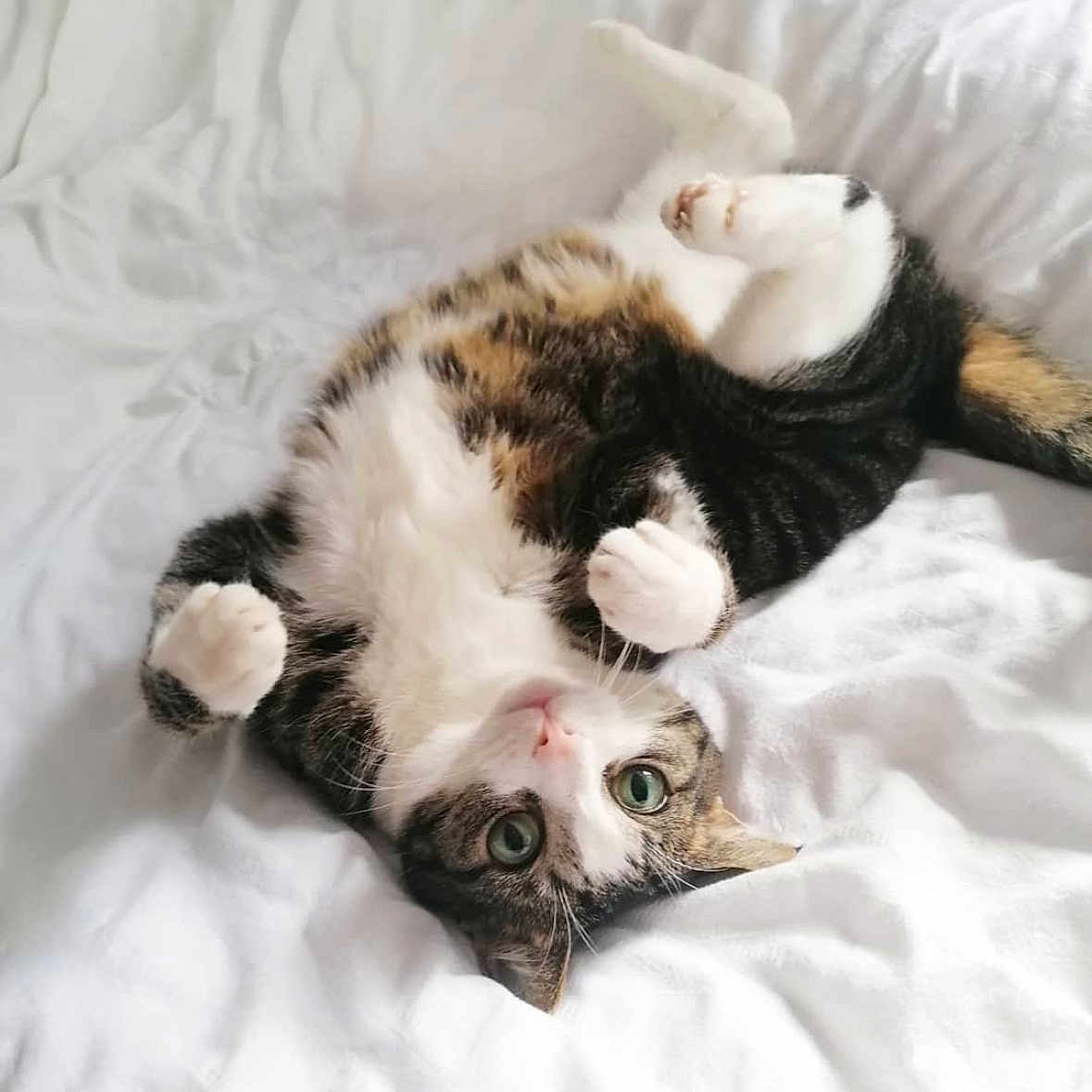 Molly is registered to the contest to win money with this photo: animal, bed, blanket, cat, furniture, kitten, person, pet, sleeping