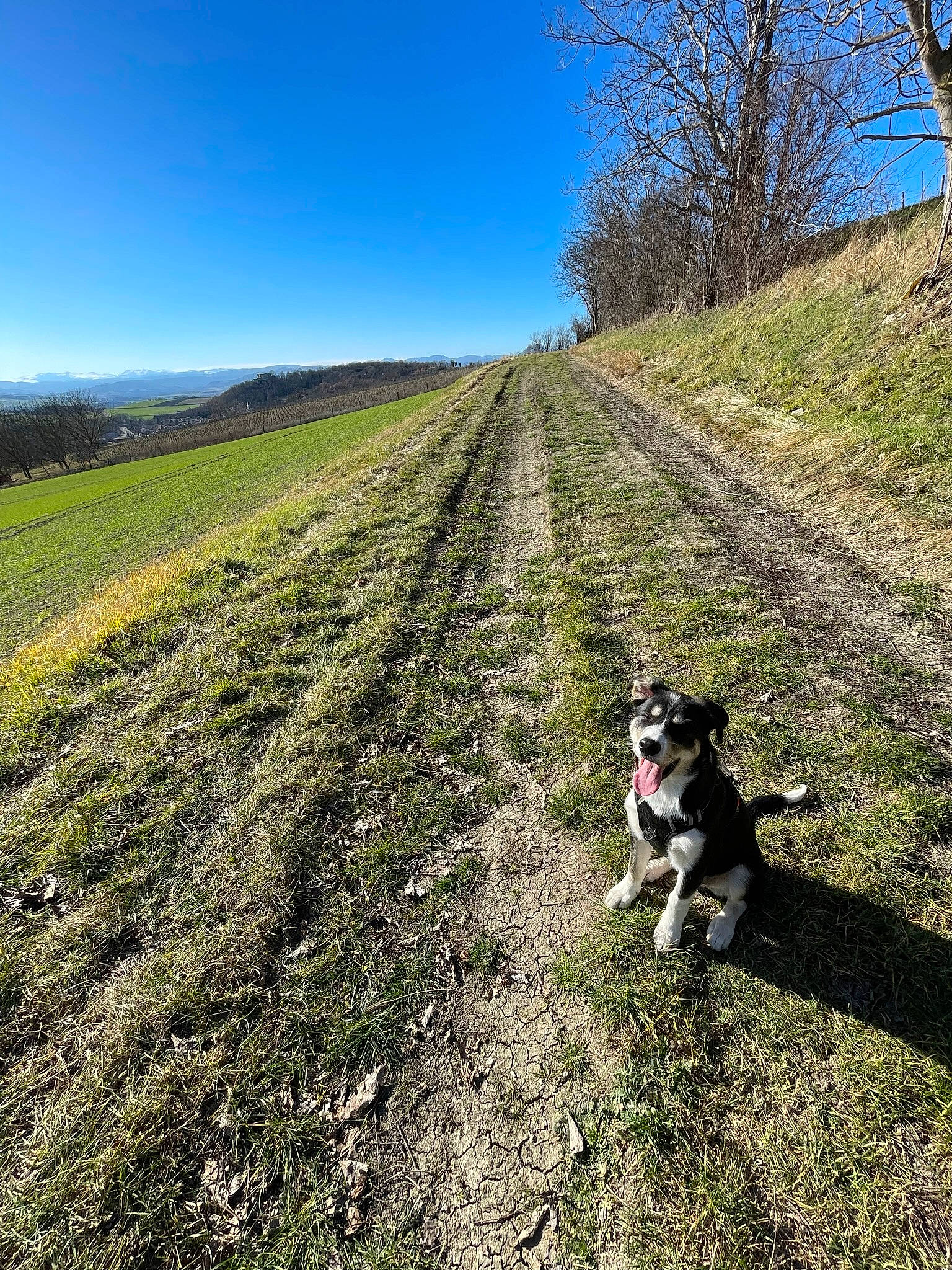 Eros a rejoint le concours — aidez-le/la à gagner de superbes lots ! canidae, carnivore, dog, dog_breed, grass, grassland, hill, landscape, leash, natural_landscape, pasture, plant, recreation, road, sky, slope, sporting_group, trail, tree, walking