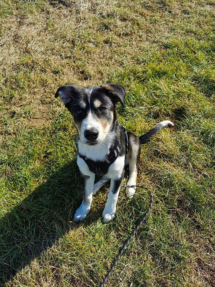 Eros participe au concours pour gagner de l'argent avec cette photo : canidae, carnivore, companion_dog, dog, dog_breed, grass, grassland, groundcover, herding_dog, plant, puppy, snout, soil, sporting_group, tail, terrestrial_animal, terrier, working_animal, working_dog