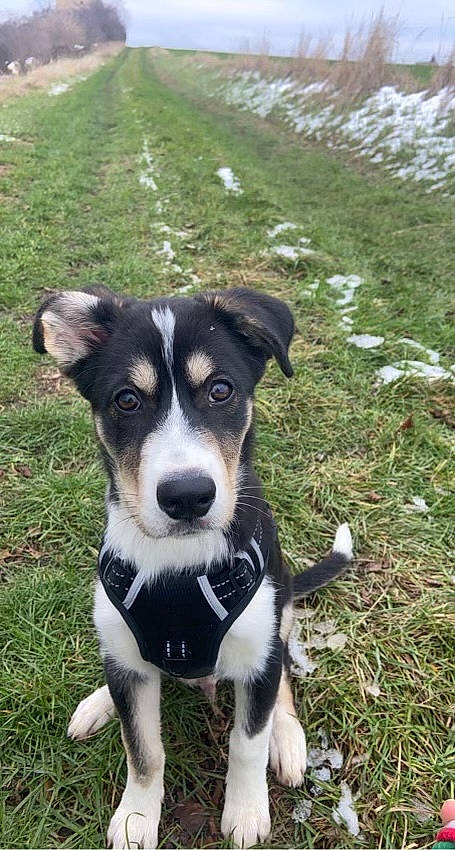 Eros a rejoint le concours — aidez-le/la à gagner de superbes lots ! canidae, carnivore, collar, companion_dog, dog, dog_breed, grass, herding_dog, plant, puppy, snout, snow, sporting_group, terrestrial_animal, whiskers, working_animal, working_dog