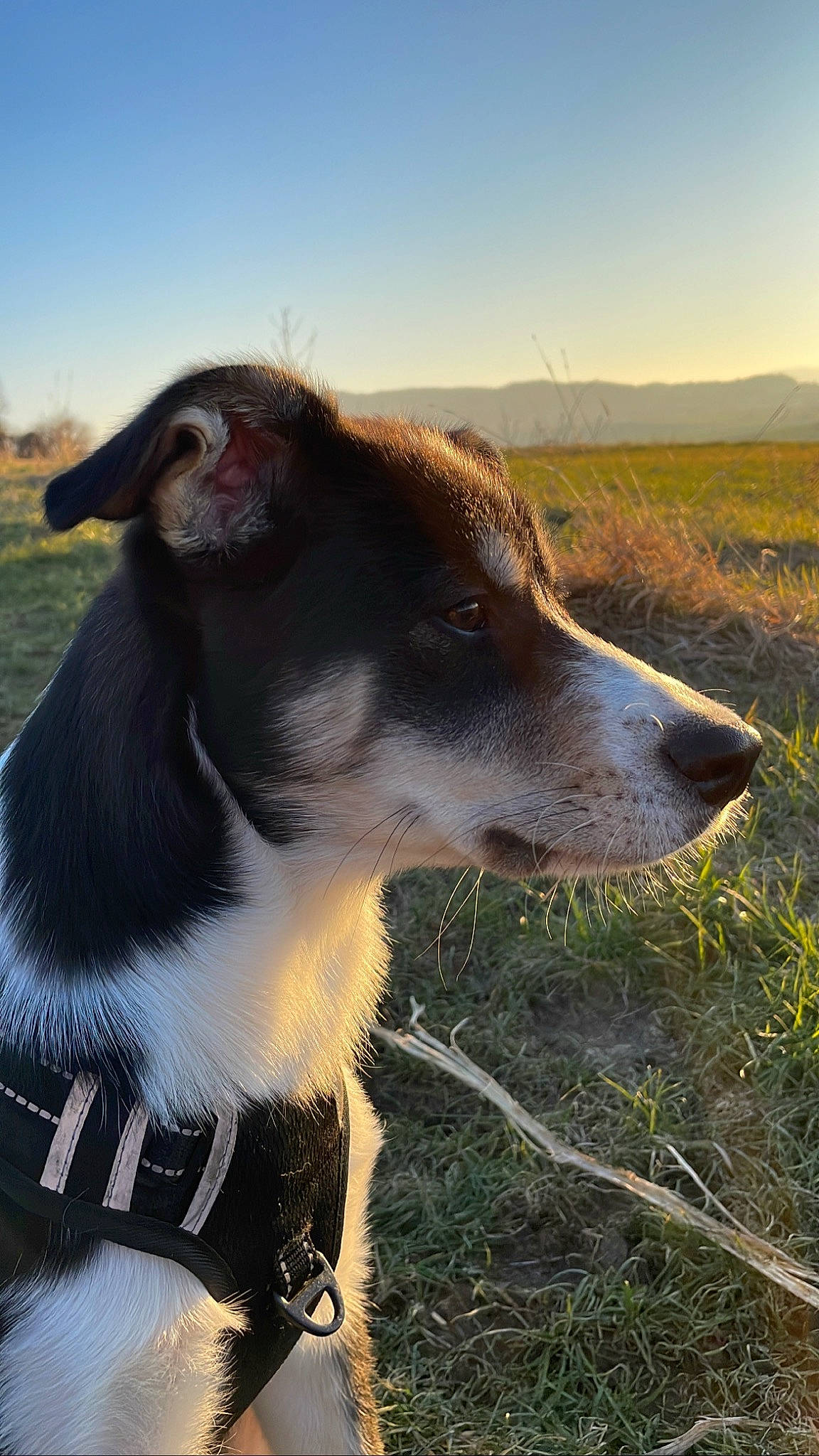 Eros participe au concours pour gagner de l'argent avec cette photo : canidae, carnivore, collar, companion_dog, dog, dog_breed, fur, grass, grassland, hunting_dog, landscape, plant, sky, snout, soil, sporting_group, tints_and_shades, whiskers, working_animal, working_dog