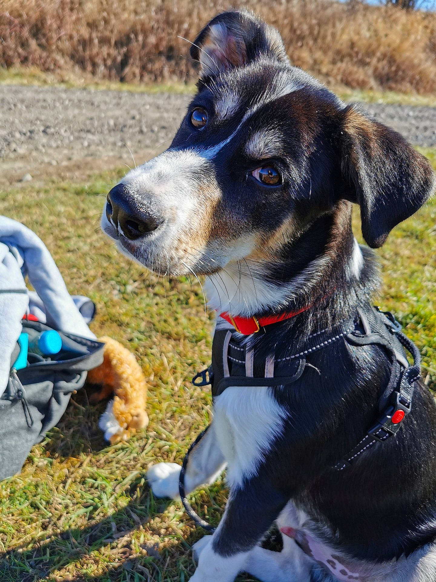 Eros a rejoint le concours — aidez-le/la à gagner de superbes lots ! adventure, backpack, bag, carnivore, collar, companion_dog, dog, dog_breed, dog_collar, dog_supply, electric_blue, fashion_accessory, grass, leash, luggage_and_bags, pet_supply, plant, sporting_group, whiskers, working_animal