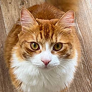 Rouky a rejoint le concours — aidez-le/la à gagner de superbes lots ! animal, cat, closeup, curious, cute, domestic_cat, ears, feline, fluffy, fur, indoor, looking_up, orange_cat, pet, portrait, sitting, tail, whiskers, white_fur, wooden_floor