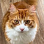 animal, cat, closeup, curious, cute, domestic_cat, ears, feline, fluffy, fur, indoor, looking_up, orange_cat, pet, portrait, sitting, tail, whiskers, white_fur, wooden_floor