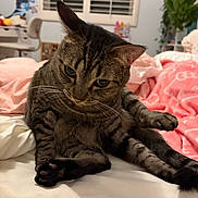 Sokka joined the competition — help win amazing prizes! animal, bed, blanket, cat, cozy, curious, domestic_animal, fur, furniture, home, indoor, paw, pet, plant, relaxed, resting, soft, tabby_cat, whiskers, window