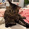 animal, bed, blanket, cat, cozy, curious, domestic_animal, fur, furniture, home, indoor, paw, pet, plant, relaxed, resting, soft, tabby_cat, whiskers, window