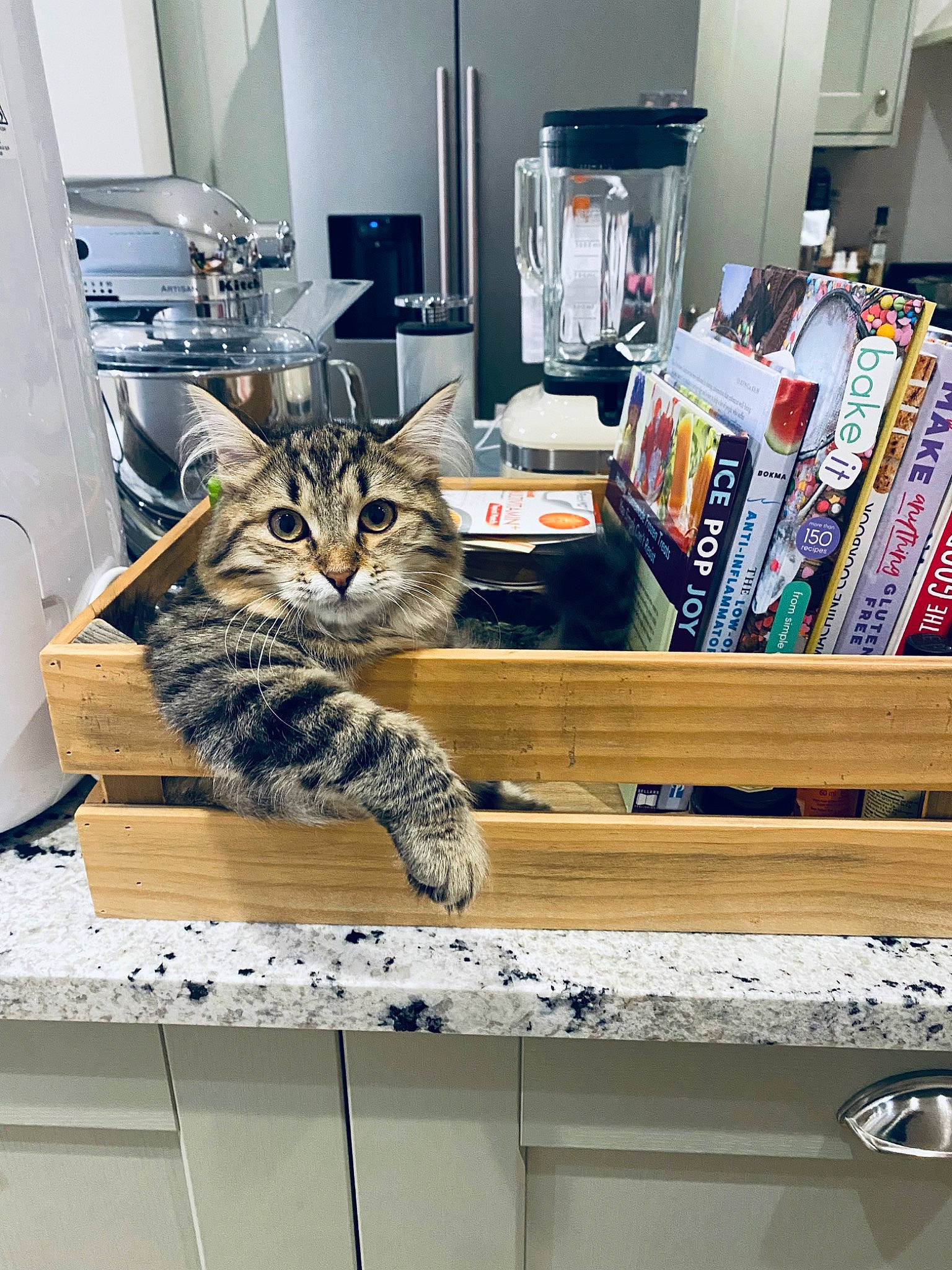 Evee joined the competition — help win amazing prizes! book, box, cardboard, carnivore, cat, comfort, domestic_short_haired_cat, drawer, felidae, flooring, fur, publication, room, shelving, small_to_medium_sized_cats, table, whiskers, wood