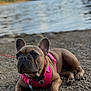 dog, french_bulldog, pink_harness, outdoor, lake, water, rocks, pet, animal, canine, leash, nature, relaxed, closeup, portrait, summer, daylight, forest, paw, resting
