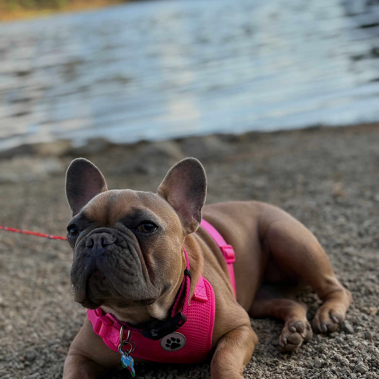 Coco is registered to the contest to win money with this photo: animal, canine, closeup, daylight, dog, forest, french_bulldog, lake, leash, nature, outdoor, paw, pet, pink_harness, portrait, relaxed, resting, rocks, summer, water