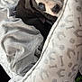 puppy, dog, blue_eyes, dog_bed, blanket, car_interior, seatbelt, black_and_white, cute, pet, cozy, looking_up, animal, young_dog, soft_fabric, resting, car_seat, domestic_animal, fur, portrait