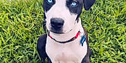 Kodak joined the competition — help win amazing prizes! puppy, dog, blue_eyes, grass, outdoor, collar, pet_tag, sitting, cute, animal, young_dog, black_and_white_fur, grass_field, nature, canine, adorable, attention, ground, heart_emoji, portrait