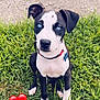 puppy, dog, blue_eyes, grass, outdoor, collar, pet_tag, sitting, cute, animal, young_dog, black_and_white_fur, grass_field, nature, canine, adorable, attention, ground, heart_emoji, portrait