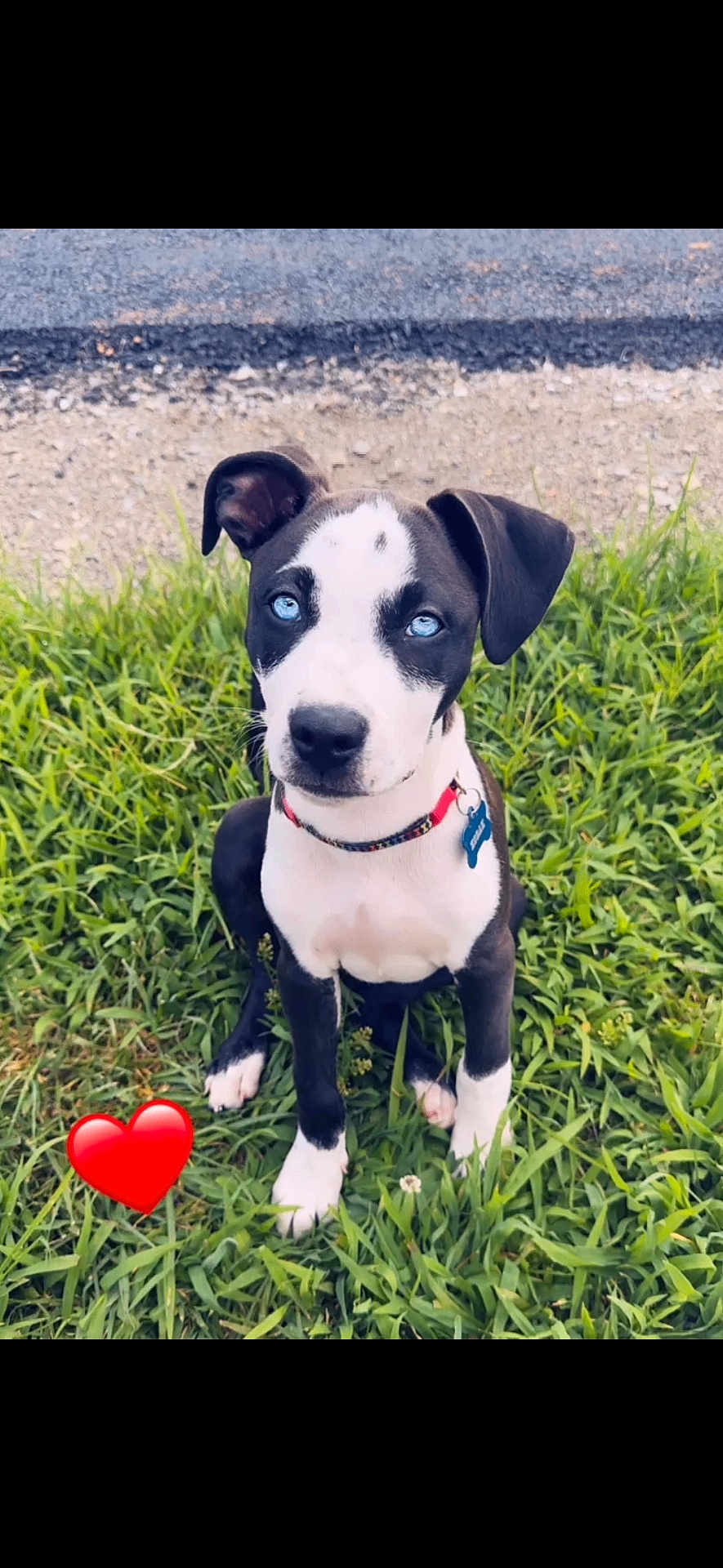 Kodak joined the competition — help win amazing prizes! puppy, dog, blue_eyes, grass, outdoor, collar, pet_tag, sitting, cute, animal, young_dog, black_and_white_fur, grass_field, nature, canine, adorable, attention, ground, heart_emoji, portrait