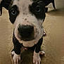 Kodak is registered to the contest to win money with this photo: puppy, dog, blue_eyes, black_and_white, close_up, indoor, carpet, pet, cute, sitting, floor, young_dog, animal, fur, whiskers, ears, nose, paws, looking_at_camera, curious