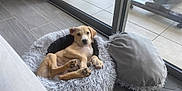 Athos a rejoint le concours — aidez-le/la à gagner de superbes lots ! puppy, dog, pet_bed, cushion, indoor, floor, glass_door, tile_floor, relaxed, looking, light_brown, fur, ears, paws, nose, home, cozy, resting, young_dog, curious