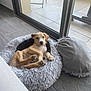 puppy, dog, pet_bed, cushion, indoor, floor, glass_door, tile_floor, relaxed, looking, light_brown, fur, ears, paws, nose, home, cozy, resting, young_dog, curious