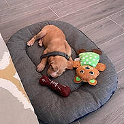 Athos a rejoint le concours — aidez-le/la à gagner de superbes lots ! puppy, dog, sleeping, pet_bed, toy, stuffed_animal, bone_toy, collar, floor, wooden_floor, indoor, cozy, resting, cute, small_dog, brown_dog, polka_dot, gray_bed, relaxing, home