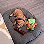 puppy, dog, sleeping, pet_bed, toy, stuffed_animal, bone_toy, collar, floor, wooden_floor, indoor, cozy, resting, cute, small_dog, brown_dog, polka_dot, gray_bed, relaxing, home