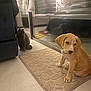 puppy, dog, cat, mat, couch, indoor, curtains, glass_door, reflection, floor, pet, animal, sitting, collar, red_shoe, shadow, home, cozy, curious, beige