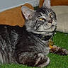Simon is registered to the contest to win money with this photo: cat, gray_tabby, fluffy, long_hair, pet, feline, animal, collar, name_tag, gold_tag, yellow_eyes, whiskers, lying_down, relaxed, indoor, artificial_grass, cushion, pet_bed, portrait, close_up