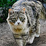 Kiki participe au concours pour gagner de l'argent avec cette photo : cat, tabby, animal, pet, outdoor, walking, fur, whiskers, greenery, nature, ground, mammal, eyes, ears, tail, closeup, stray, focused, wildlife, curious