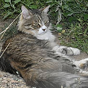 Kiki participe au concours pour gagner de l'argent avec cette photo : cat, tabby, fluffy, animal, pet, outdoor, greenery, plants, relaxed, lying_down, fur, whiskers, nature, ground, wildlife, mammal, eyes, ears, paws, resting