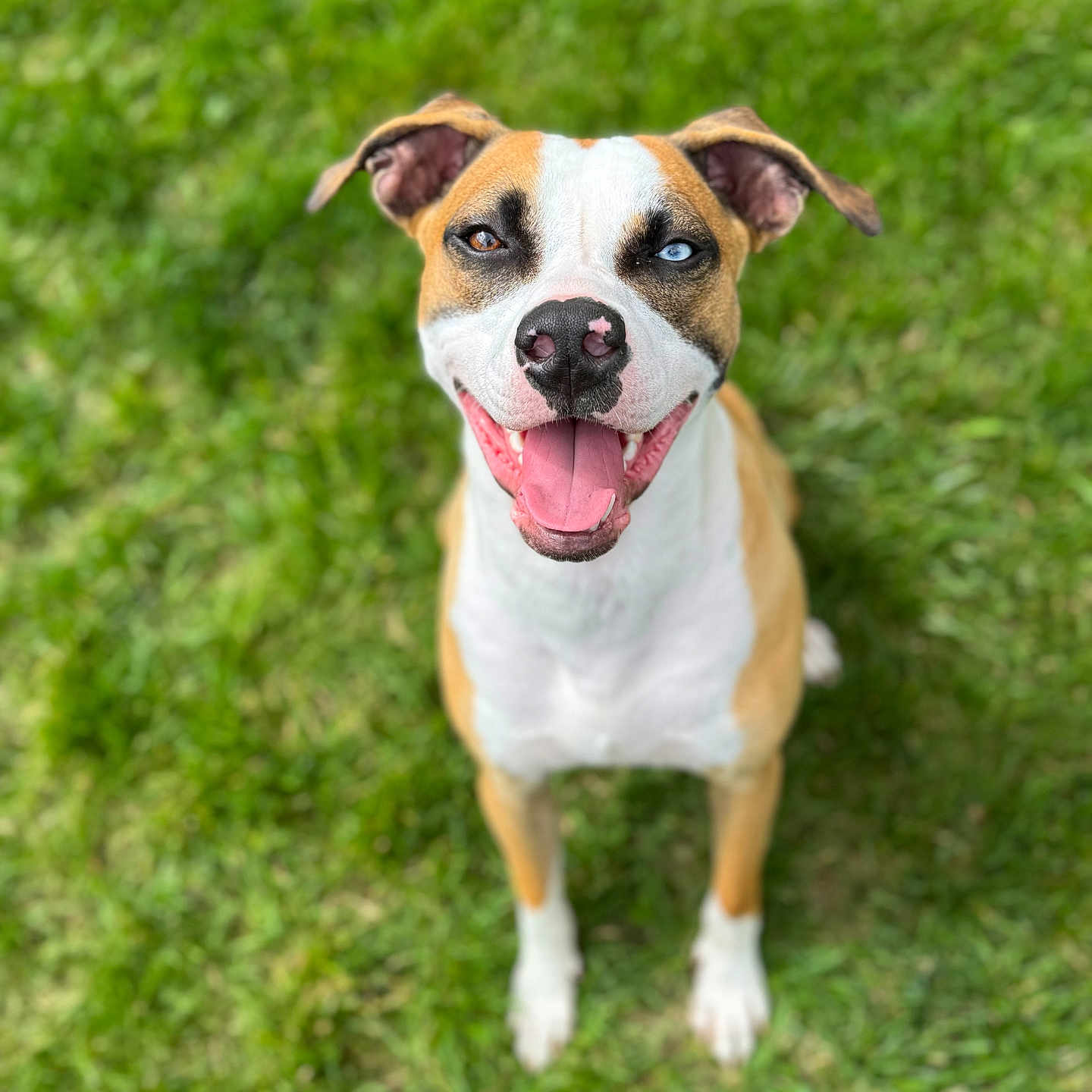 Backup joined the competition — help win amazing prizes! animal, brown_and_white, canine, closeup, cute, dog, ears_up, face, friendly, grass, happy, mismatched_eyes, nature, outdoor, pet, playful, sitting, smiling, tongue, tongue_out