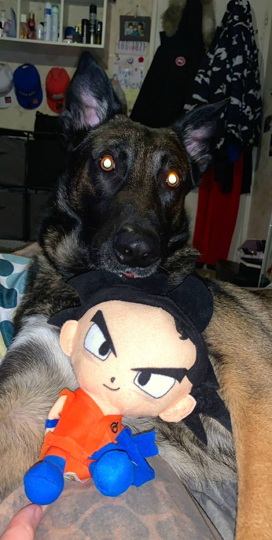 Tex a rejoint le concours — aidez-le/la à gagner de superbes lots ! canidae, carnivore, costume, dog, dog_breed, ear, formosan_mountain_dog, mammal, rare_breed_dog, snout